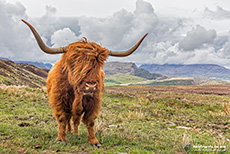 Wow, was für ein Prachtkerl, Schottisches Hochlandrind, Skye