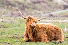 Schottisches Hochlandrind