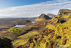 Kleiner Baum am Quiraing, Skye