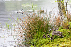 Entenfamilie am Glencoe Lochan