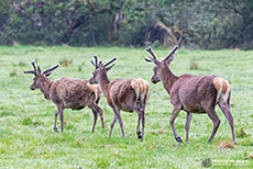 Rothirsche (Cervus elaphus)