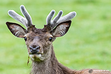 Neugieriger Rothirsch (Cervus elaphus), Glen Etive