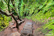 Weg hinab in die Schlucht der Finnich Glen, Schottland