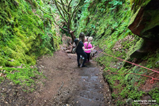 Steiler rutschiger Weg hinab in die Schlucht der Finnich Glen, Schottland