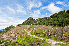 ziemlich abgeholzt hier