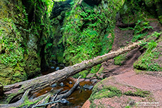 das wollte ich Andrea auch noch unbedingt zeigen, Finnich Glen, The Devil's Pulpit