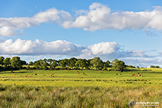 Auch Rinder gibt es hier