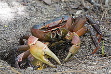 Spider Crab, auch Deutschlandkrabbe