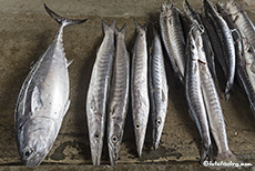 Frischer Fisch, Sir Selwyn Selwyn-Clarke Market, Mahé