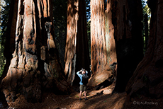 Chris vor den Riesenbäumen im Sequoia Nationalpark