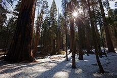 Winterzauber im Sequoia Nationalpark