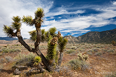 Joshua Trees (Yucca), eine typische Wüstenpflanze