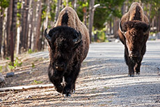 Unsere erste Begegnung mit den Bisons im Yellowstone Nationalpark