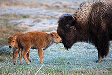 Bisonkuh mit Kälbern, Yellowstone Nationalpark
