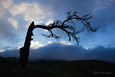 Toter Baum im Yellowstone Nationalpark