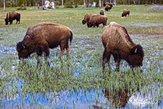 Bisonherde im Yellowstone Nationalpark