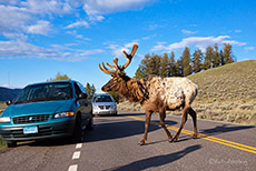 Begegnung mit einem Wapiti (Elk) im Yellowstone Nationalpark