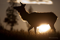 Wapiti (Elk) im Sonnenuntergang, Yellowstone Nationalpark