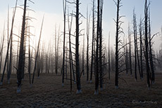 Tote Bäume im Nebel, Yellowstone Nationalpark