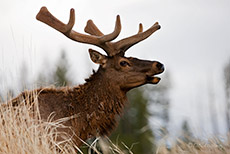 mächtiger Wapiti Hirsch (Elk), Yellowstone Nationalpark