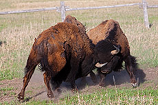 Kämpfende Bisons, Grand Teton Nationalpark