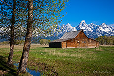Mormone Barn, Grand Teton Nationalpark