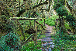 Bosque Encantado
