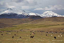 schneebedeckte Vulkane mit Lamas und Alpakas