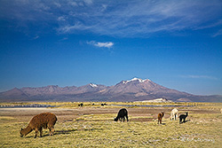 Lamas und Alpakas - Salar de Surire