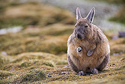 Viscachas - Verwandte der Chinchillas