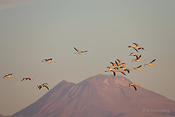 Flamingos über der Laguna Chaxa