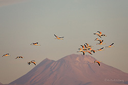 Flamingos &uuml;ber der Laguna Chaxa