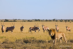 Lwenpascha vor einer Oryx Herde