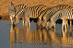 Zebras am Wasserloch