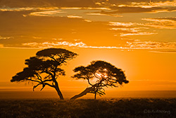 Sonnenaufgang in der Etosha