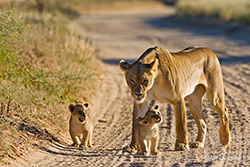 Löwenmutter mit Nachwuchs