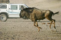 Gnus findet man hier auch sehr viele