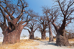 Baines Baobab