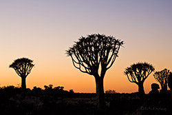 Kurz vor Sonnenaufgang - Mesosaurus Köcherbaumwald