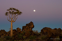 Köcherbäume mit Mond - Garaspark</b>