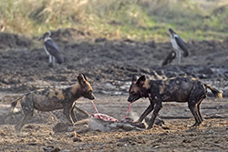 Wildhunde an einem frischen Riss