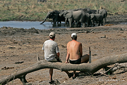 Elefanten im Linyanti