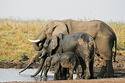 Elefanten im Linyanti