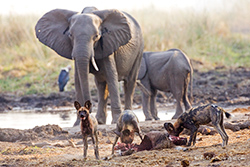 Wildhunde mit erbeuteten Kudu