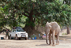 Elefantenbesuch auf der Campsite