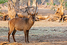 Wasserbock im Mana Pools NP