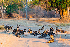 Wildhundrudel im Mana Pools Nationalpark