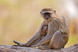 Kleine Diebe, Moremi Nationalpark