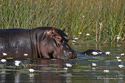 Flusspferd im Moremi Nationalpark