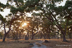 Waldgebiet im Moremi Nationalpark